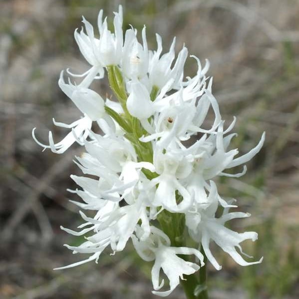 Orchis Italica Orchid Seeds – Rare Orchid Flower Seeds for Garden Planting, 100 Seeds Pack - Image 9