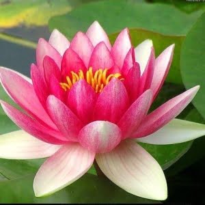 Lotus Flower Seeds – Water Lily Aquatic Flower Seeds for Pond Planting, 10 Seeds Pack - 8