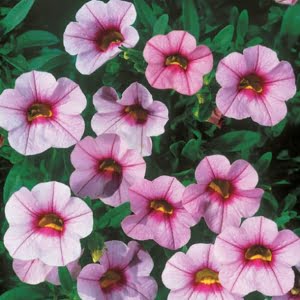Double Petal Petunia Flower Seeds – Garden Petunia Seeds for Planting, 100 Seeds Pack - 9