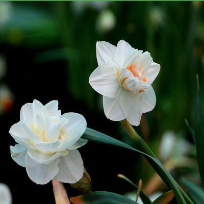 Daffodil Bulb – Multi-Color Bonsai Garden Flower Bulb for Planting, 1 Bulb Pack - Image 10