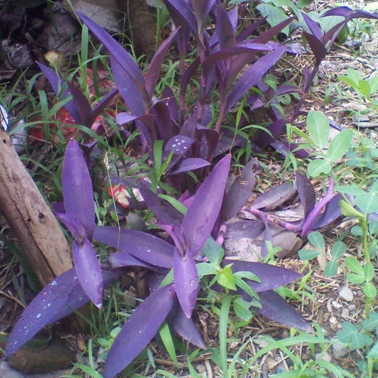 Purple Lucky Bamboo Seeds – Rare Bamboo Plant Seeds for Garden Planting, 50 Seeds Pack - Image 10