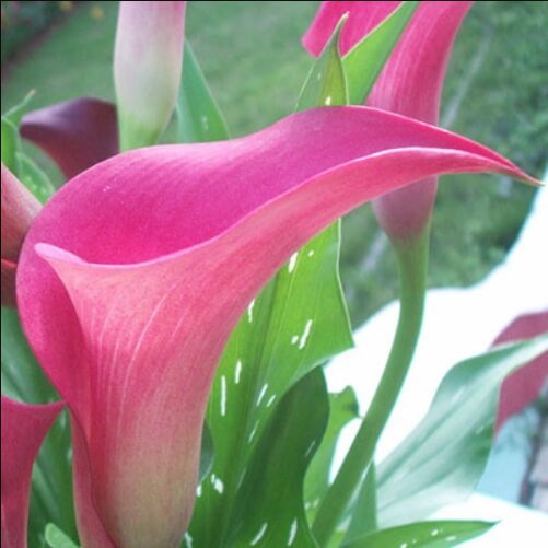 Calla Lily Bulb – Multi-Color Flower Bulb for Garden Planting, 1 Bulb Pack - Image 10