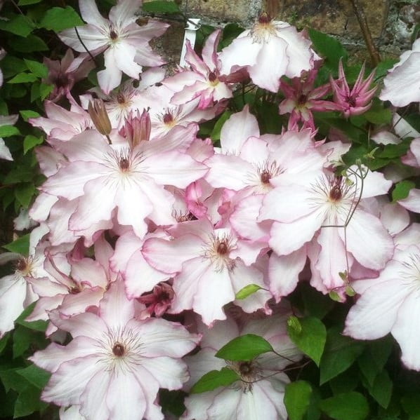 Climbing Clematis Bulb – Mixed Variety Garden Flower Bulb for Planting, 1 Bulb Pack - Image 10