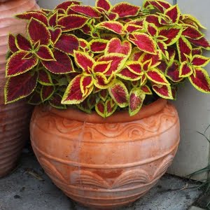 Coleus Flower Seeds – Multi-Color Garden Foliage Plant Seeds for Planting, 100 Seeds Pack - 9