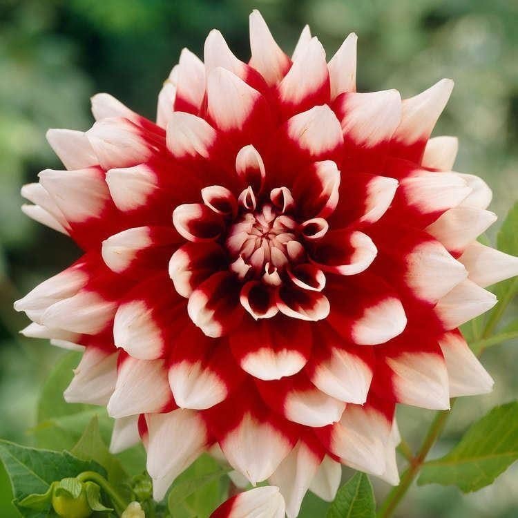 Dahlia Bulb – Beautiful Indoor Bonsai Flower Bulb for Home Garden Planting, 1 Bulb Pack - Image 10