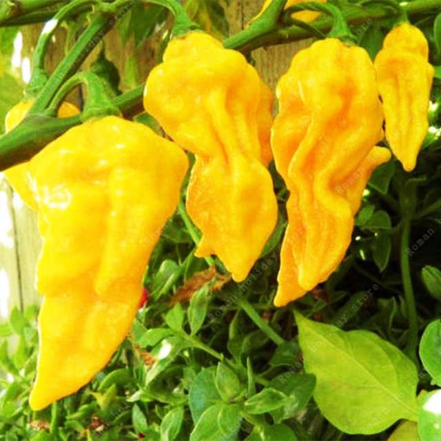Rare Organic Chili Pepper Seeds – Vegetable Garden Seeds for Planting, 100 Seeds Pack - Image 10
