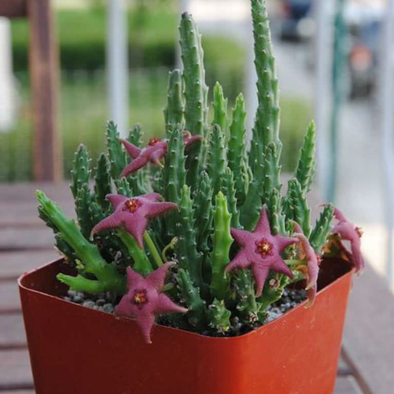 Stapelia Pulchella Seeds – Starfish Cactus Succulent Seeds for Planting, 100 Seeds Pack - Image 10