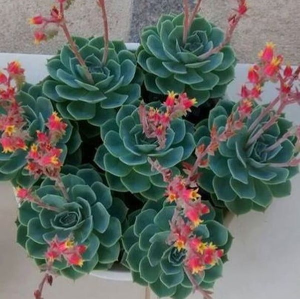 Rare Succulent Seeds – Assorted Cactus & Succulent Seeds for Planting, 100 Seeds Pack - Image 10