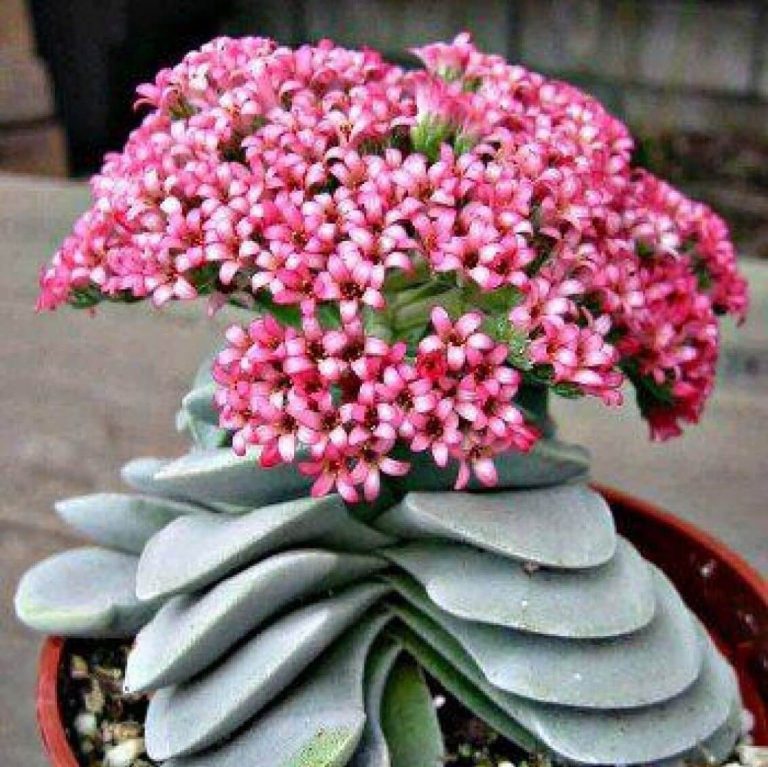 Mixed Succulent Seeds – Assorted Cactus & Succulent Plant Seeds for Planting, 200 Seeds Pack - Image 10