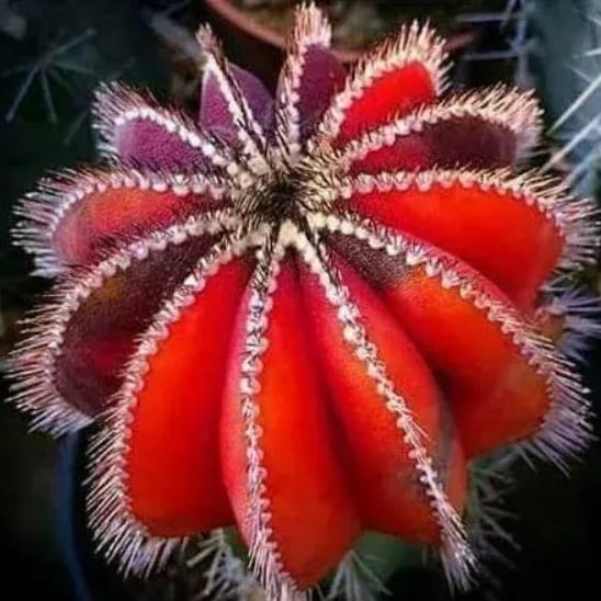 Mixed Astrophytum Cactus Seeds – Succulent Plant Seeds for Planting, 200 Seeds Pack - Image 10