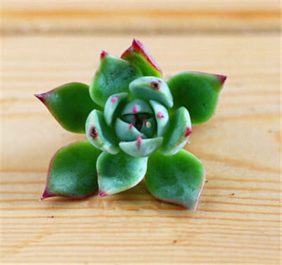 Mixed Lithops Succulent Seeds – Living Stones Plant Seeds for Planting, 100 Seeds Pack - Image 10