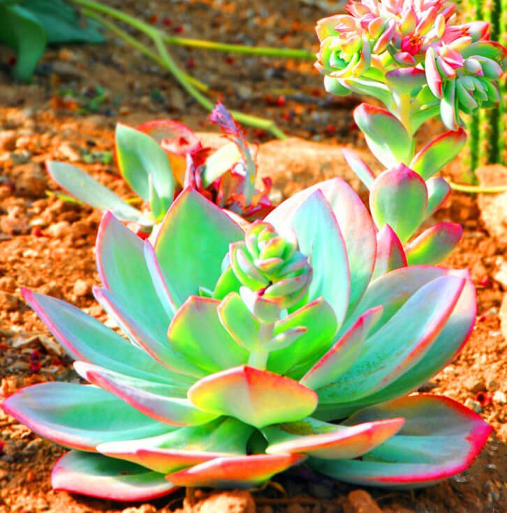 Mixed Succulent Seeds – Multi-Variety Cactus & Succulent Seeds for Planting, 100 Seeds Pack - Image 10