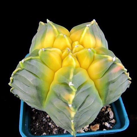 Astrophytum Ornatum Seeds – Rare Cactus Succulent Seeds for Planting, 100 Seeds Pack - Image 10