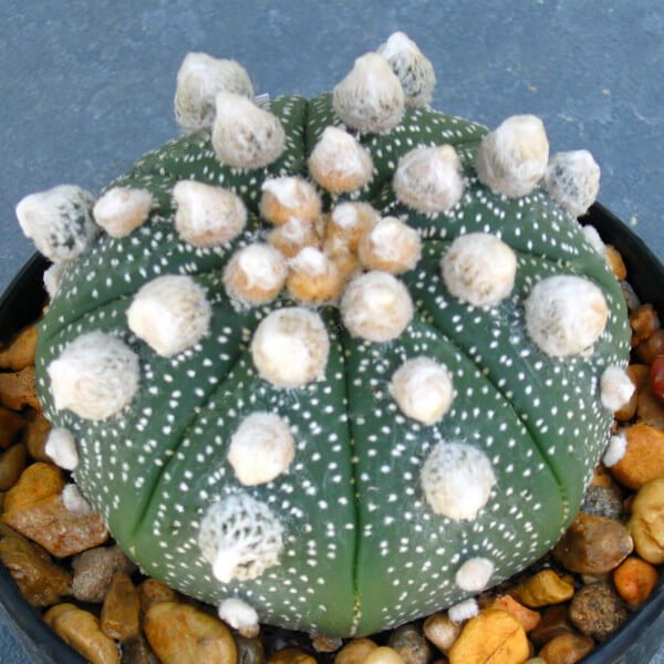 Astrophytum Cactus Seeds – Succulent & Cactus Seeds for Planting, 100 Seeds Pack - Image 10