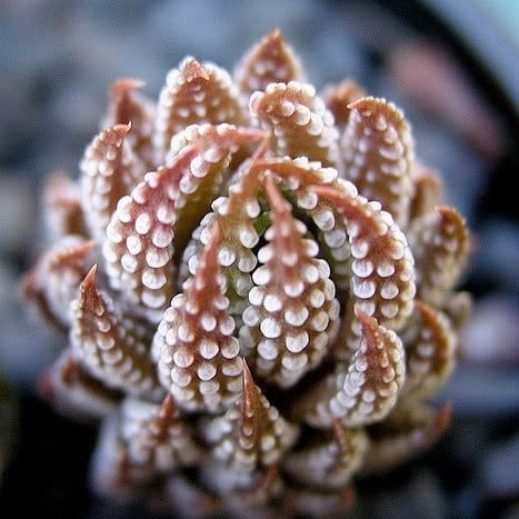 Astrophytum Cactus Seeds – Rare Assorted Succulent Cactus Seeds for Planting, 100 Seeds Pack - Image 10