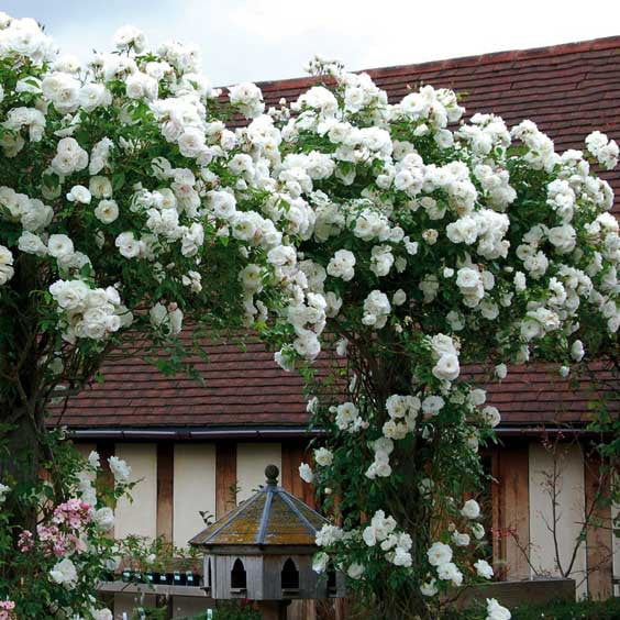 Climbing Rose Flower Seeds – Garden Rose Seeds for Planting, 100 Seeds Pack - Image 9