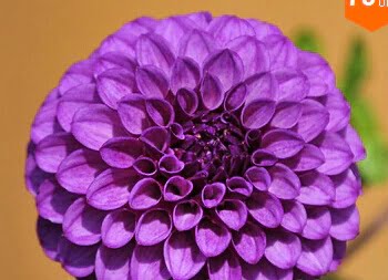 Dahlia Bulb – White & Red Garden Flower Bulb for Planting, 1 Bulb Pack - Image 10