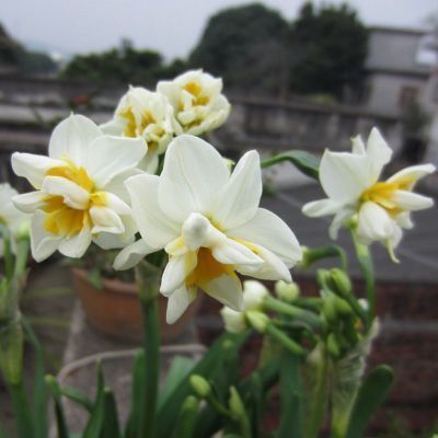 Daffodil Bulb – Multi-Color Bonsai Garden Flower Bulb for Planting, 1 Bulb Pack - Image 11