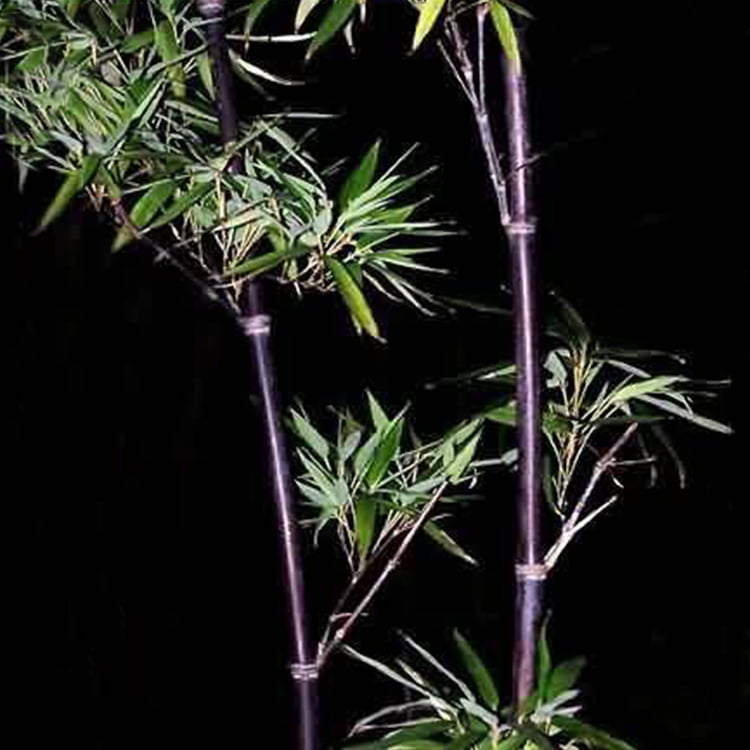 Purple Lucky Bamboo Seeds – Rare Bamboo Plant Seeds for Garden Planting, 50 Seeds Pack - Image 11