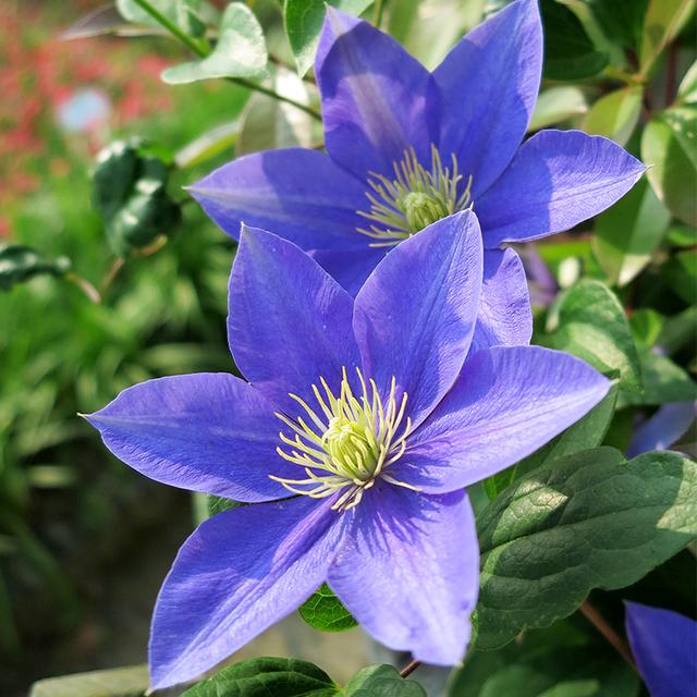 Climbing Clematis Bulb – Mixed Variety Garden Flower Bulb for Planting, 1 Bulb Pack - Image 11