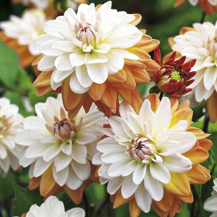 Dahlia Bulb – Beautiful Indoor Bonsai Flower Bulb for Home Garden Planting, 1 Bulb Pack - Image 11
