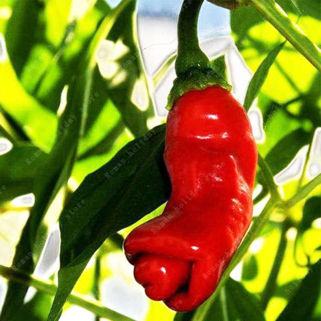 Rare Organic Chili Pepper Seeds – Vegetable Garden Seeds for Planting, 100 Seeds Pack - Image 11