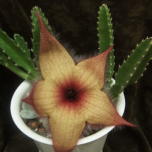 Stapelia Pulchella Seeds – Starfish Cactus Succulent Seeds for Planting, 100 Seeds Pack - Image 11