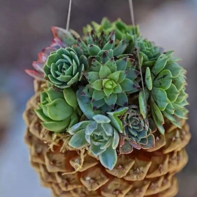 Rare Succulent Seeds – Assorted Cactus & Succulent Seeds for Planting, 100 Seeds Pack - Image 11
