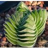 Astrophytum Cactus Seeds – Succulent & Cactus Seeds for Planting, 100 Seeds Pack - Image 11