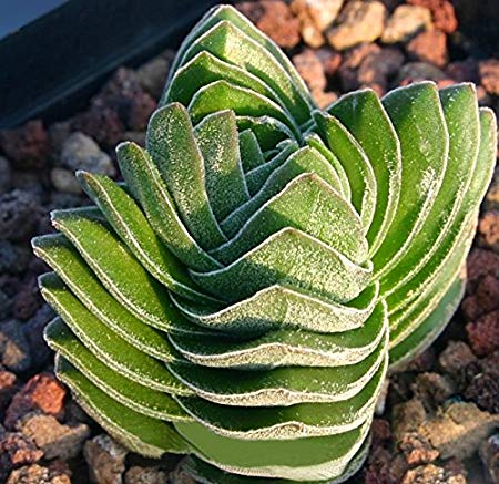 Astrophytum Cactus Seeds – Succulent & Cactus Seeds for Planting, 100 Seeds Pack - Image 11