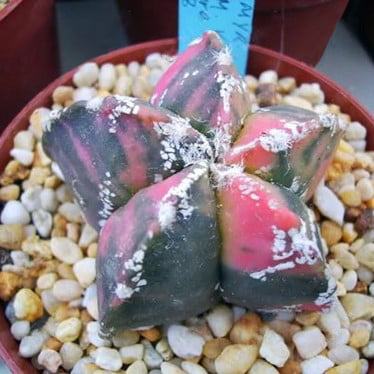 Astrophytum Ornatum Seeds – Rare Cactus Succulent Seeds for Planting, 100 Seeds Pack - Image 11