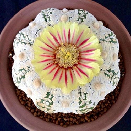 Astrophytum Cactus Seeds – Rare Assorted Succulent Cactus Seeds for Planting, 100 Seeds Pack - Image 11