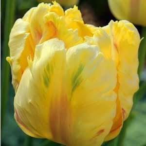 Mixed Color Tulip Flower Seeds – Mixed Variety Garden Tulip Seeds for Planting, 100 Seeds Pack - 10