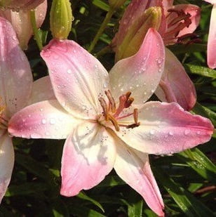 Perfume Lily Flower Bulb – Multi-Color Garden Lily Bulb for Planting, 1 Bulb Pack - Image 11