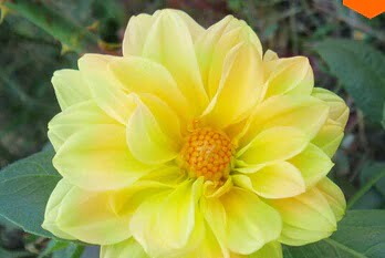 Dahlia Bulb – White & Red Garden Flower Bulb for Planting, 1 Bulb Pack - Image 11