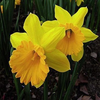 Daffodil Bulb – Multi-Color Bonsai Garden Flower Bulb for Planting, 1 Bulb Pack - Image 12