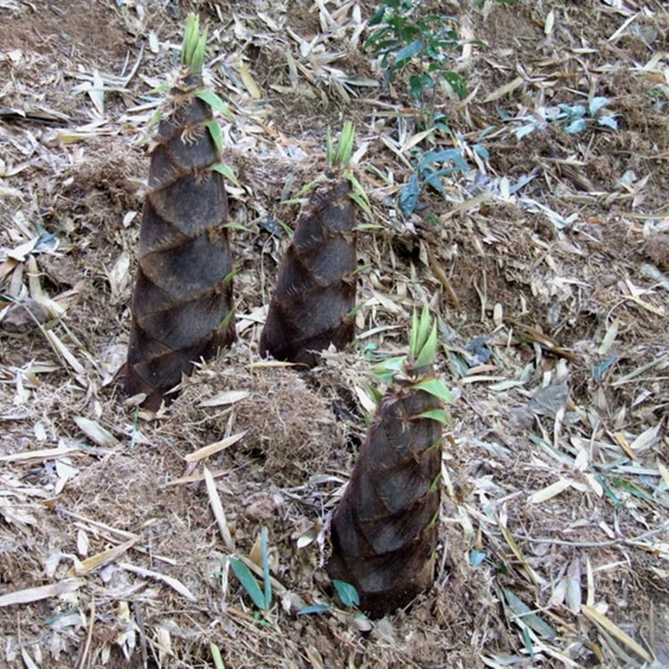 Purple Lucky Bamboo Seeds – Rare Bamboo Plant Seeds for Garden Planting, 50 Seeds Pack - Image 12