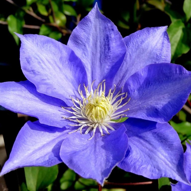 Climbing Clematis Bulb – Mixed Variety Garden Flower Bulb for Planting, 1 Bulb Pack - Image 12