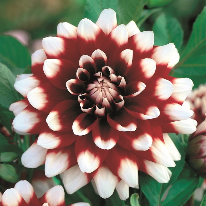 Dahlia Bulb – Beautiful Indoor Bonsai Flower Bulb for Home Garden Planting, 1 Bulb Pack - Image 12