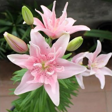 Perfume Lily Flower Bulb – Multi-Color Garden Lily Bulb for Planting, 1 Bulb Pack - Image 12