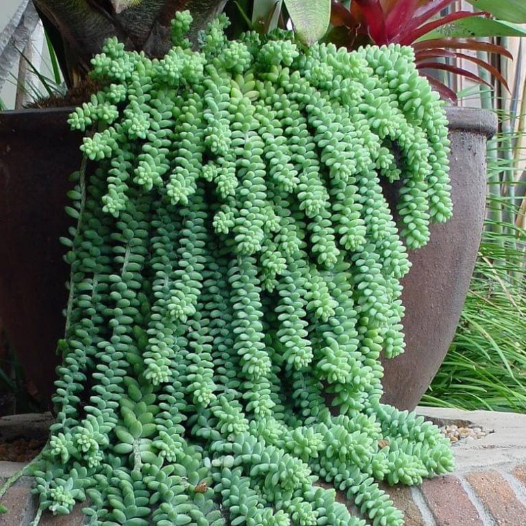 Rare Succulent Seeds – Assorted Cactus & Succulent Seeds for Planting, 100 Seeds Pack - Image 12