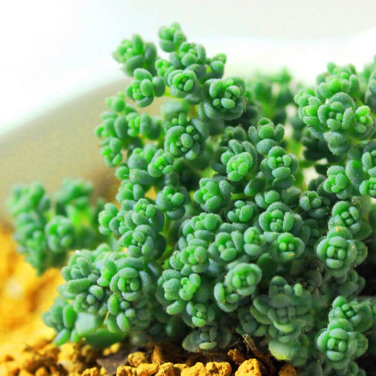 Mixed Succulent Seeds – Multi-Variety Cactus & Succulent Seeds for Planting, 100 Seeds Pack - Image 12