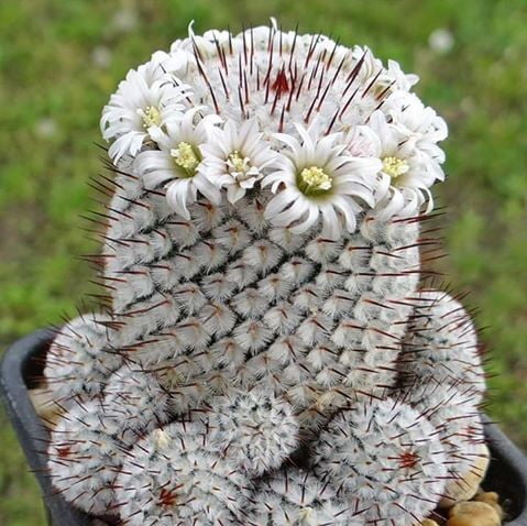 Astrophytum Cactus Seeds – Rare Assorted Succulent Cactus Seeds for Planting, 100 Seeds Pack - Image 12