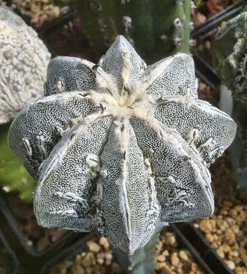 Astrophytum Ornatum Seeds – Rare Cactus Succulent Seeds for Planting, 100 Seeds Pack - Image 12