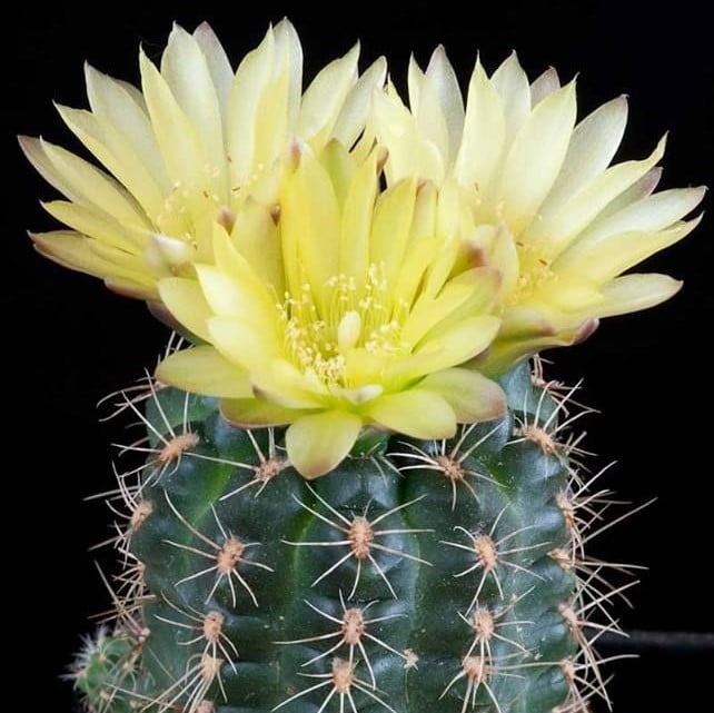 Astrophytum Cactus Seeds – Succulent & Cactus Seeds for Planting, 100 Seeds Pack - Image 12