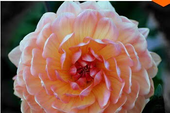 Dahlia Bulb – White & Red Garden Flower Bulb for Planting, 1 Bulb Pack - Image 12