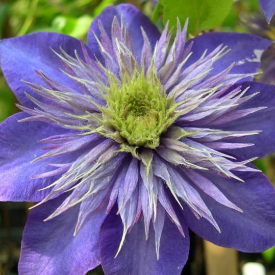 Climbing Clematis Bulb – Mixed Variety Garden Flower Bulb for Planting, 1 Bulb Pack - Image 13