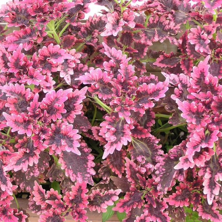 Rare Coleus Seeds – Colorful Garden Foliage Plant Seeds for Planting, 100 Seeds Pack - Image 13