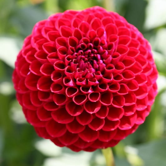 Dahlia Bulb – Beautiful Indoor Bonsai Flower Bulb for Home Garden Planting, 1 Bulb Pack - Image 13