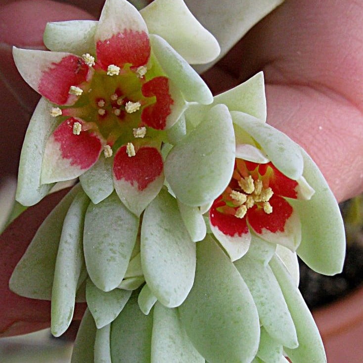 Rare Succulent Seeds – Assorted Cactus & Succulent Seeds for Planting, 100 Seeds Pack - Image 13